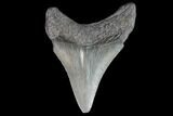 Juvenile Megalodon Tooth - Georgia #99159-1